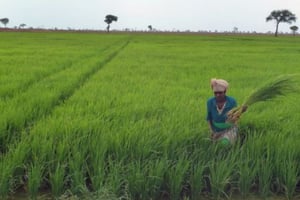 Indispensable, le riz devra évoluer vers de nouvelles productions. © AFP