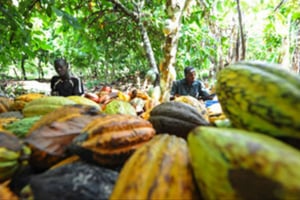 KKO International détient Solea, une entreprise agricole, active dans le cacao ivoirien. © Sia Kambou/AFP