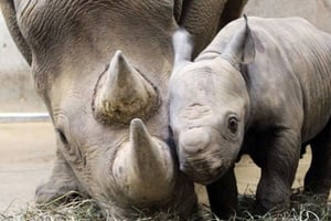 Deux rhinocéros dans le zoo de Saint-Louis, aux États-Unis. © AP/SIPA