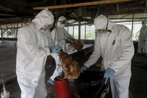 Des vétérinaires détruisent des volailles infectées par le virus H5N1 dans le village de Modeste, en Côte d’Ivoire. © Luc Gnago/Reuters