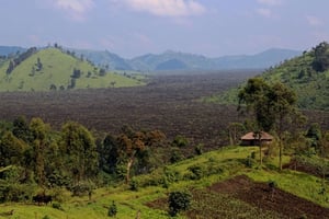 Une forêt en partie brûlée près de Mweso, en RDC. © Melanie Gouby/AP/SIPA