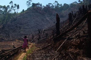 Madagascar mise sur la revitalisation de sa forêt pourtant menacée pour réduire ses émissions de gaz à effet de serre. © JOANA COUTINHO/AP/SIPA