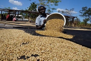 Vue d’un centre de récolte de café au Soudan du Sud. © Nestlé