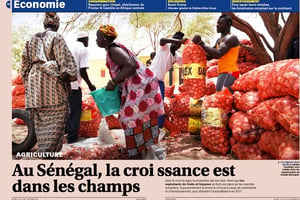 Les oignons doux bio de la famille Goudiaby sont vendus dans les supermarchés de Grande-Bretagne. © Rose Skelton pour The Africa Report