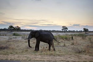 Un éléphant dans le parc national de Hwange au Zimbabwe. © Martin Bureau/AFP
