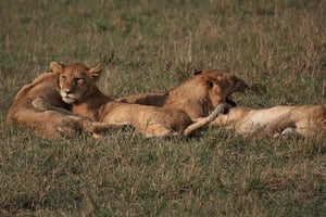 Lions dans une réserve africaine © Marc/cc/Flickr/Creative Commons