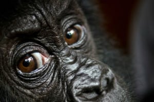 Le parc national des Virunga abrite des populations de gorilles des montagnes. © LuAnne Cadd / Virunga National Park / AFP