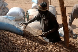 Lors des campagnes de récolte, l’entreprise emploie jusqu’à 1 000 ouvriers agricoles. © SEYLLOU/AFP