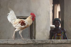 Bientôt, 300 emplois directs devraient être pourvus avec la construction du centre avicole à Badja et à Ando © George Osodi/AP/SIPA