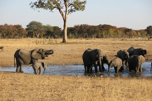 Un parc naturel au Zimbabwe © Flickr/Michael Sprague/CC