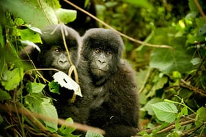 Les « dos argentés » du parc des Virunga. © VANESSA VICK/REDUX-REA