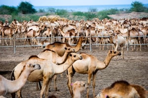 L’agriculture et l’élevage ne représentent qu’une faible part du PIB. (Ici des chameaux destinés à l’exportation, à Damerjog.) © PATRICK ROBERT POUR J.A.