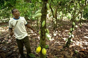 Cacaoyère près de Kpalimé, dans la région des Plateaux. © JACQUES TORREGANO POUR J.A.