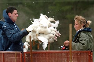 Les premiers cas de grippe aviaire en France ont été détectés en 2006. © Bob Edme/AP/SIPA