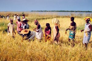 En Casamance, première région rizicole du pays. © SYLVAIN CHERKAOUI POUR J.A.