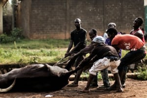 Des hommes trainent la carcasse d’un zébu dans un abattoir improvisé dans l’enclave musulmane du PK5 à Bangui en Centrafrique, le 4 décembre 2015. © AFP