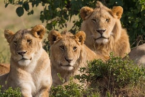 Trois lions dans la réserve Masai Mara, au Kenya © Benh LIEU SONG/Flickr/CC