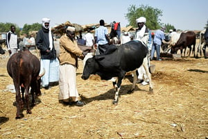 Marché aux bestiaux de Ngabo, dans le 8e arrondissement de N’Djamena. © ABDOULAYE-BARRY POUR J.A.