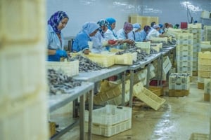 Une conserverie d’anchois de la Société marocaine Unimer à Mehdia, dans la région de Kénitra. © Hassan Ouazzani pour JA