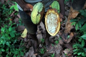 La Côte d’Ivoire est le 1er producteur mondial de cacao. © Philippe Guionie/Myop pour Jeune Afrique