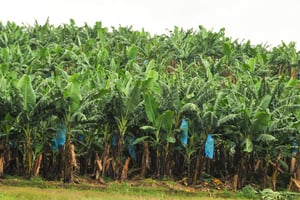 Plantations bananières près de Penja, dans la région du Littoral, au Cameroun. © Renaud Van Der Meeren pour les Éditions du Jaguar