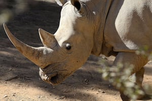 Rhinocéros © Stéphane de Sakutin / AFP