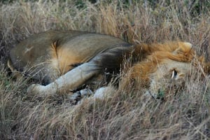 Photo d’archives au parc Kruger en Afrique du Sud, le 21 juin 2010 © Pierre-Philippe Marcou / AFP