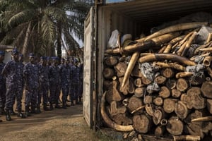 Une saisie d’ivoire réalisée à Lomé, en janvier 2014. © Brent Stirton / AP / SIPA