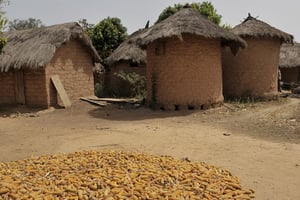 Séchage du maïs à Bouna, nord-est de la Côte d’Ivoire, en 2012. © Nabil Zorkot, Editions du Jaguar
