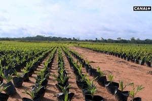 Les nouvelles espèces de palmiers à huile plantés par Eco Oil au Congo-Brazzaville. © Réussite