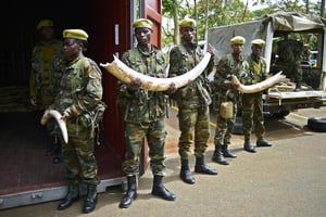 Des soldats kényans vident des camions remplis d’ivoire en provenance de tout le pays, à Nairobi, le 15 avril 2016. © AFP