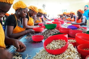 L’unité artisanale de Toumodi, gérée par la coopérative Ekreyo avec l’appui d’Olam, emploie 350 ouvrières. © Julien Clémençot  pour Jeune Afrique