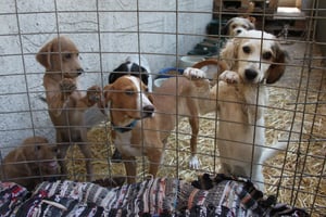 Des chiens errants attendant de trouver une famille. © Flickr/Klearchos Kapoutsis