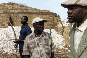 À Houndé, au Burkina, les paysans regrettent d’avoir adopté la culture des OGM. © Théo Renautl/pour J.A.