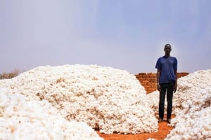 Bon Thiahoun, un producteur de coton OGM du village de Pê (Houndé, dans le sud-ouest du Burkina), au milieu de la récolte de l’année dernière. © THÉO RENAUT POUR J.A.