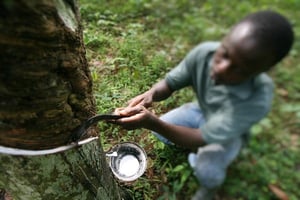 Un ouvrier agricole procède à la saignée des hévéas, le 06 octobre 2007 dans une plantation du village d’Allokoi à 5 km d’Abidjan, en Côte d’Ivoire. © Olivier pour Jeune Afrique