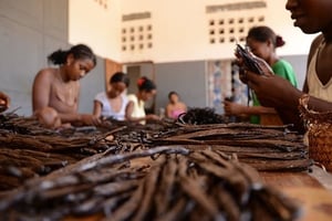 Triage de la vanille à Madagasacar. © Daniel Goltrant/www.sambavanille.com