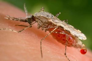 Le paludisme est un parasite transmis par l’anophèle femelle. © James Gathany / AP / SIPA