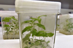 Des plants d’OGM à l’Université de l’Oregon, aux États-Unis, en mai 2015. © Andy Cripe / AP / SIPA