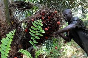 Plantation de palmiers à huile de la PALMci, en Côte d’Ivoire, le 16 octobre 2008. © Olivier pour Jeune Afrique