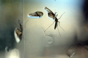 L’épidémie de Zika a atteint le Cap-Vert il y a environ six mois. © Marvin Recinos/AFP