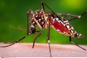 Voici une femelle Aedes aegypti en plein dîner. Il s’agit du moustique vecteur de la dengue et du virus zika. © James Gathany/AP/SIPA