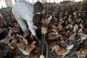 Un foyer de grippe aviaire H5N1 a été identifié dans une ferme avicole de Yaoundé. © Pius Utomi Ekpei/AFP