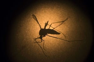 L’Aedes aegypti, le moustique responsable du virus Zika. © Felipe Dana/AP/SIPA