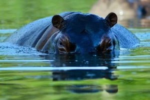 En Colombie, les hippopotames sont devenus une attraction pour les visiteurs de l’hacienda de Pablo Escobar et de son zoo privé, transformés en parc thématique sur 400 hectares © Raul Arboleda/AFP