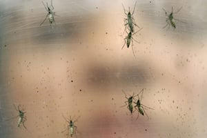 Des moustiques femelles Aedes aegypti (qui transmettent les virus de la fièvre jaune, de Zika et de la dingue), étudiés à l’université de Sao Paulo, le 18 janvier 2016. © Andre Penner / AP / SIPA