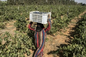 Cueillette des grappes de Merlot le 20 juillet 2016 à Karm el Nada, en Égypte. © Khaled Desouki / AFP
