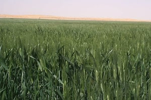 Un champ de blé près d’Adrar, dans le centre de l’Algérie. © Clapsus/CC/WIkimedia Commons