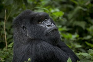 « Un gorille de montagne » au Rwanda, le 4 septembre 2015. © Ben Curtis/AP/SIPA