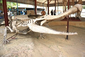 Long de 11 m, ce squelette d’un ancêtre du crocodile trône au milieu du parc. © DR